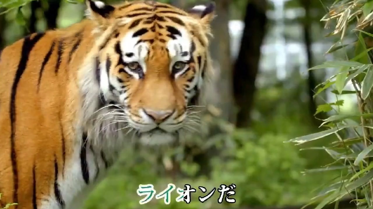 ライオンだ!(オ・モ・イ アプローチ)